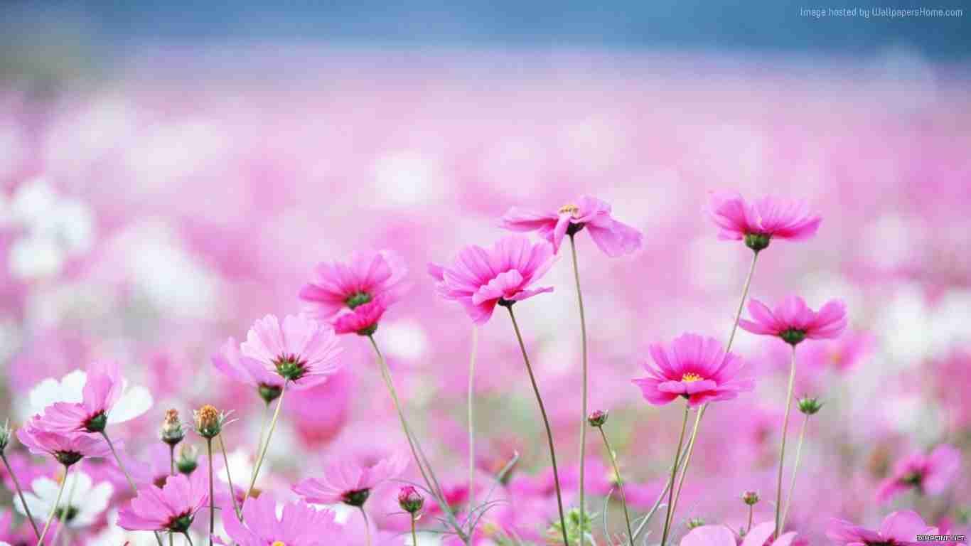 زهور البنفسج