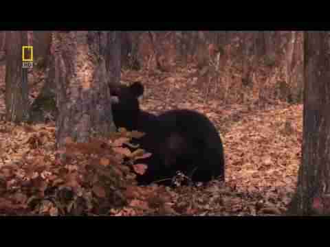 وثائقي براري روسيا حيوانات نادره الغابة السرية HD