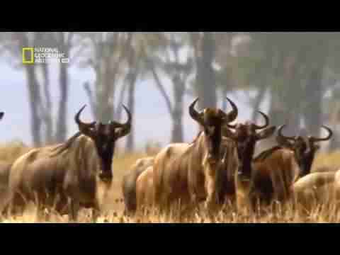 وثائقى باللغه العربية فردوس إفريقيا المميت عالم الحيوانات المفترسة HD