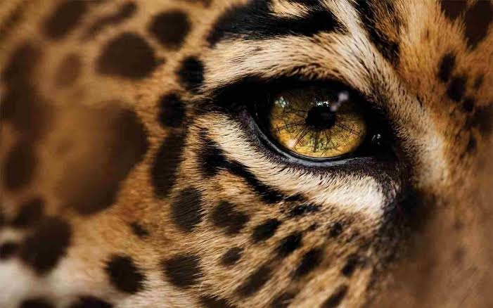 وثائقي | أفتك حيوانات العالم: الأمازون HD
