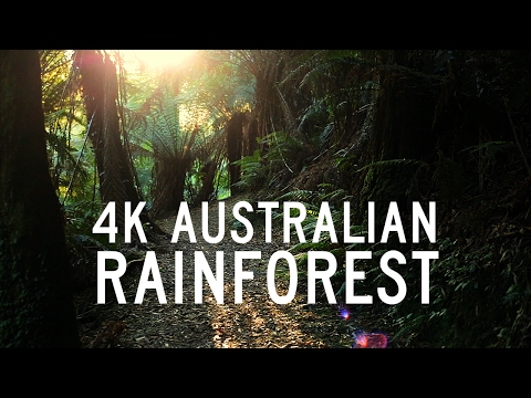 عجائب غابات استراليا - HD