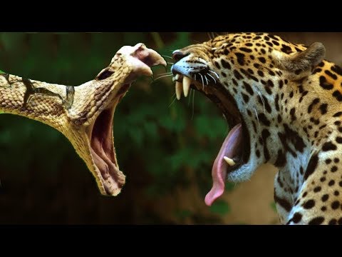 وثائقي | أفتك حيوانات العالم - الأمازون HD