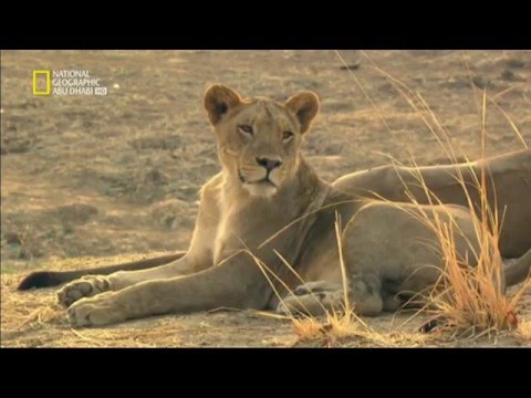 أفتك حيوانات العالم | نات جيو وايلد العربية | Nat Geo Wild Arabic