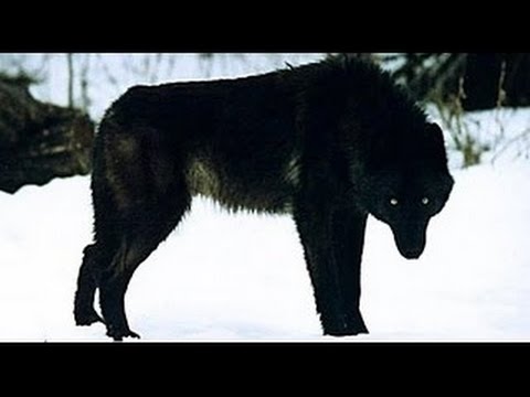 [New] HD - وثائقى - أنثى الذئاب ملكة يلوستون - عالم الحيوانات المفترسة HD